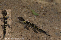 Слика од Cyrtodactylus brevidactylus Bauer 2002