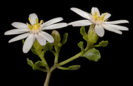 Image de Olearia muelleri (Sonder) Benth.