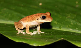 Слика од Pseudophilautus auratus (Manamendra-Arachchi & Pethiyagoda 2005)