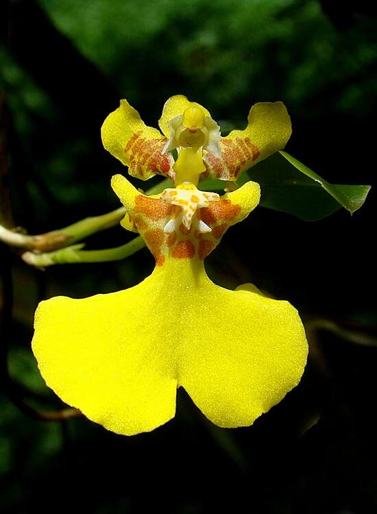 Image of Otoglossum