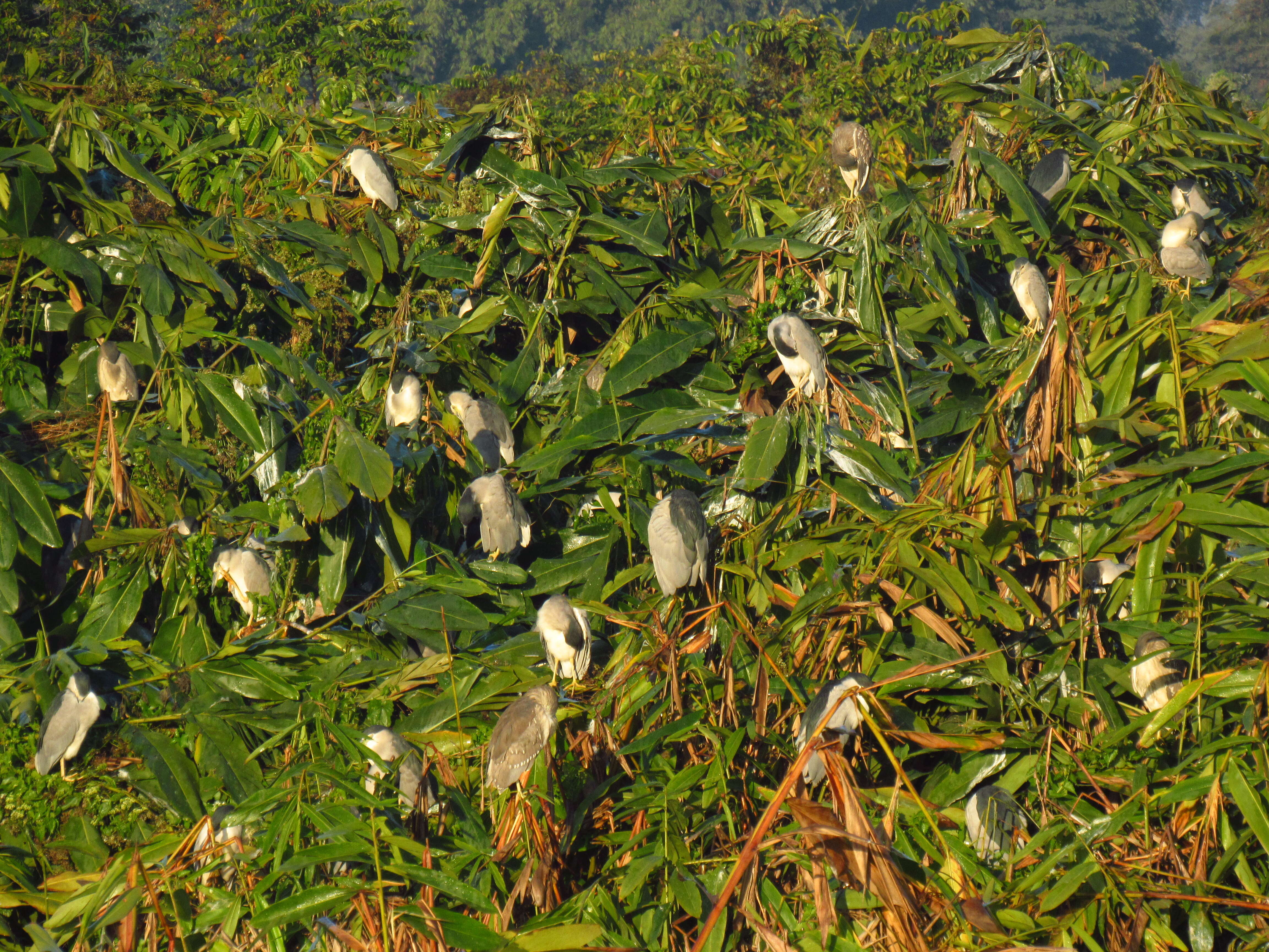 Image of Night Herons