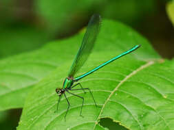 Image of Appalachian Jewelwing