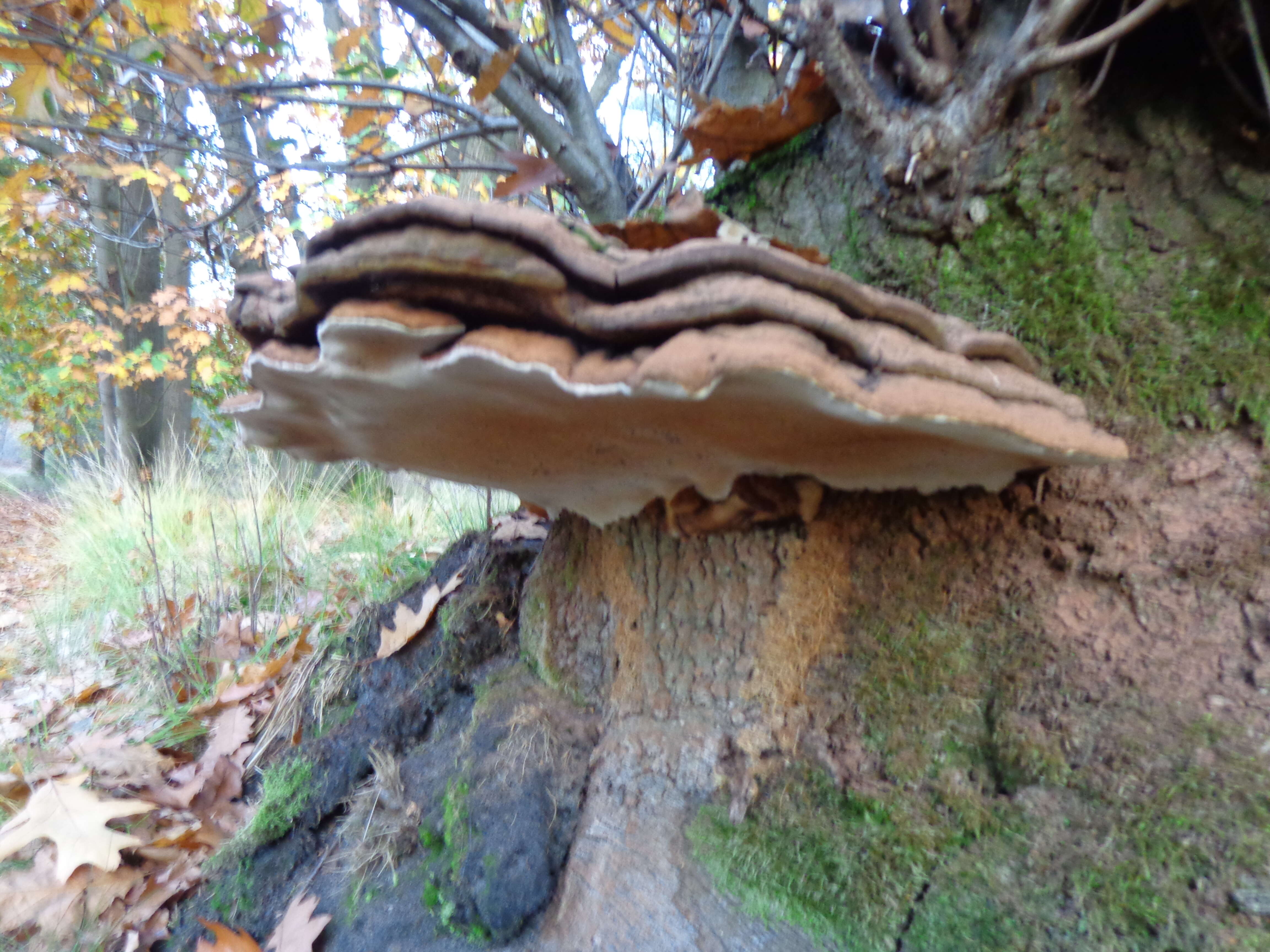 Image of Ganoderma applanatum