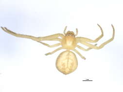 Image of Swift Crab Spider