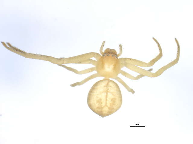 Image of Swift Crab Spider