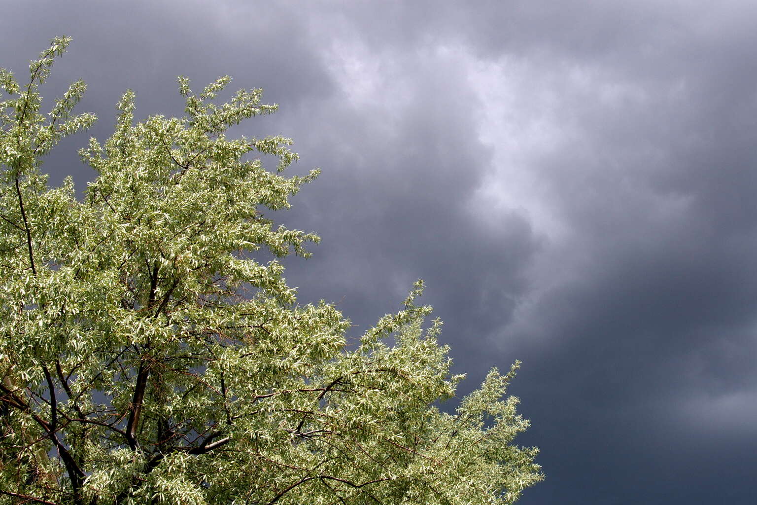 Image of olive tree