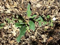 Image of Pulmonaria mollis Hornem.