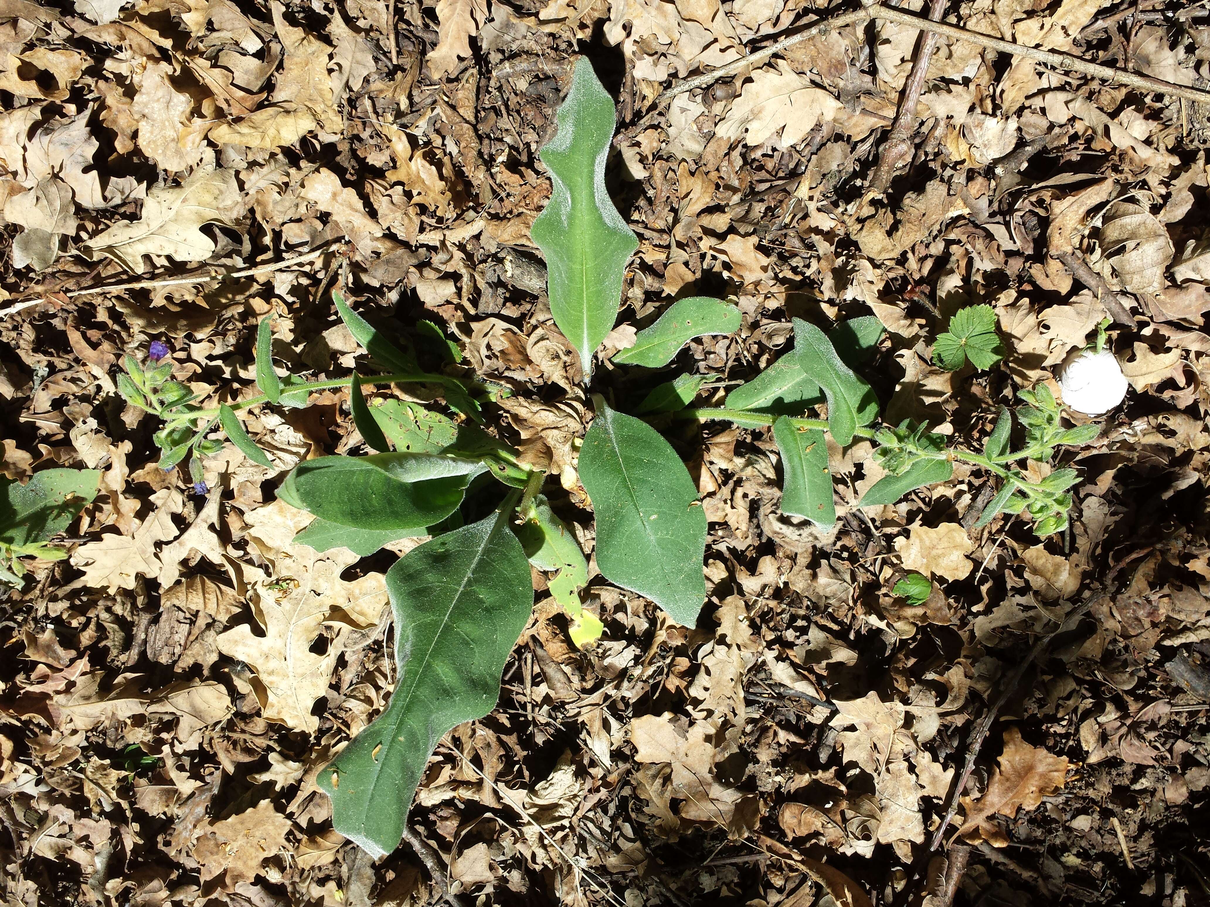 Image of Pulmonaria mollis Hornem.