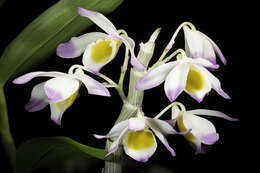 Dendrobium gratiosissimum Rchb. fil. resmi