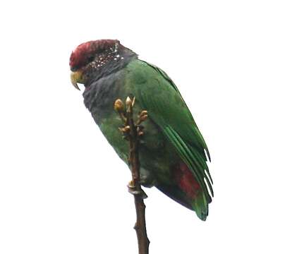 Image of Speckle-faced Parrot