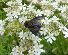 Image of Phasia hemiptera (Fabricius 1794)