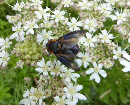 Image of Phasia hemiptera (Fabricius 1794)