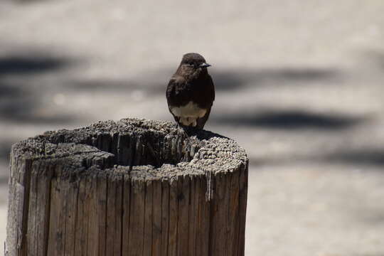 Image of Black Phoebe