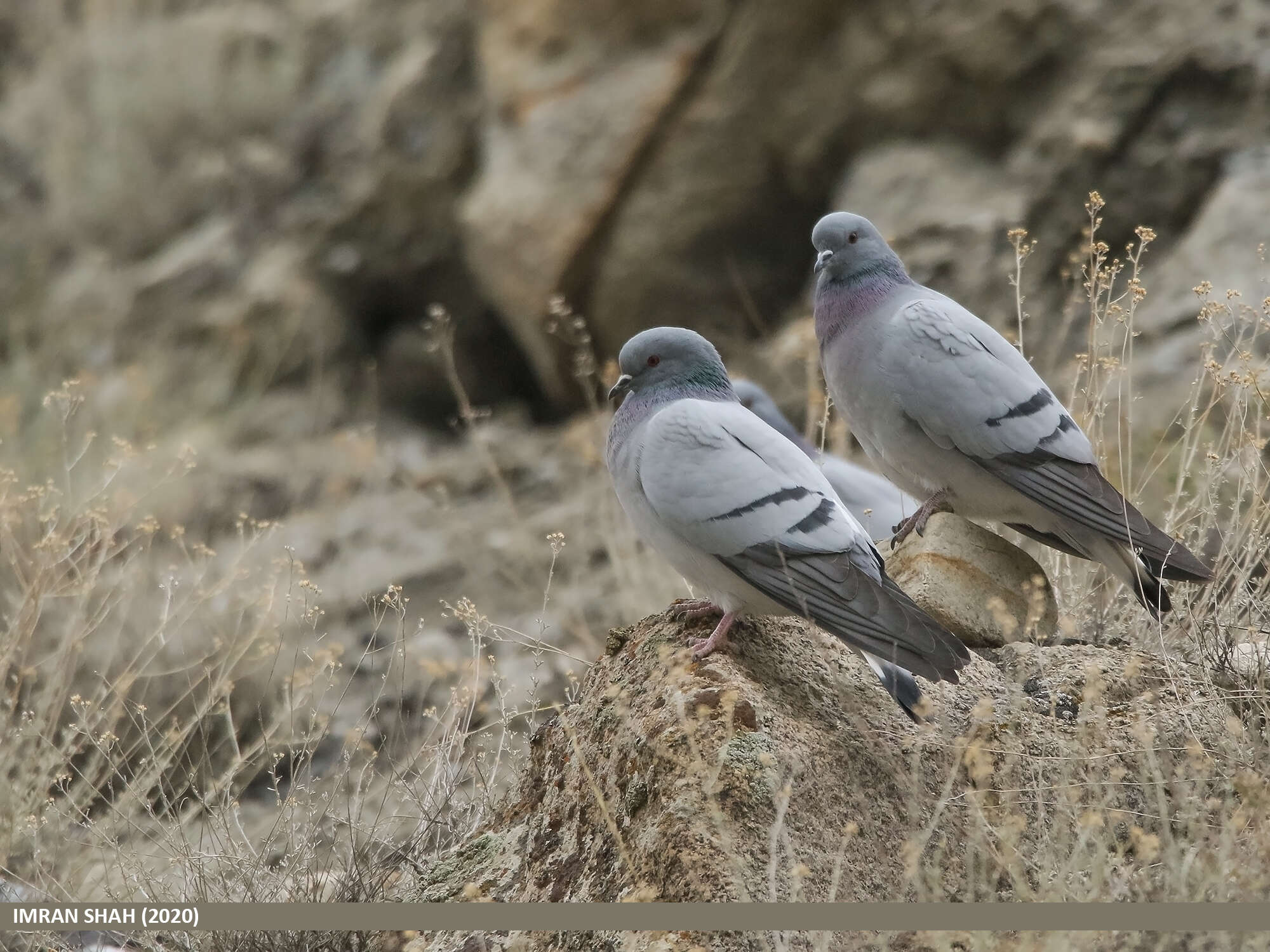 Image of Hill Pigeon