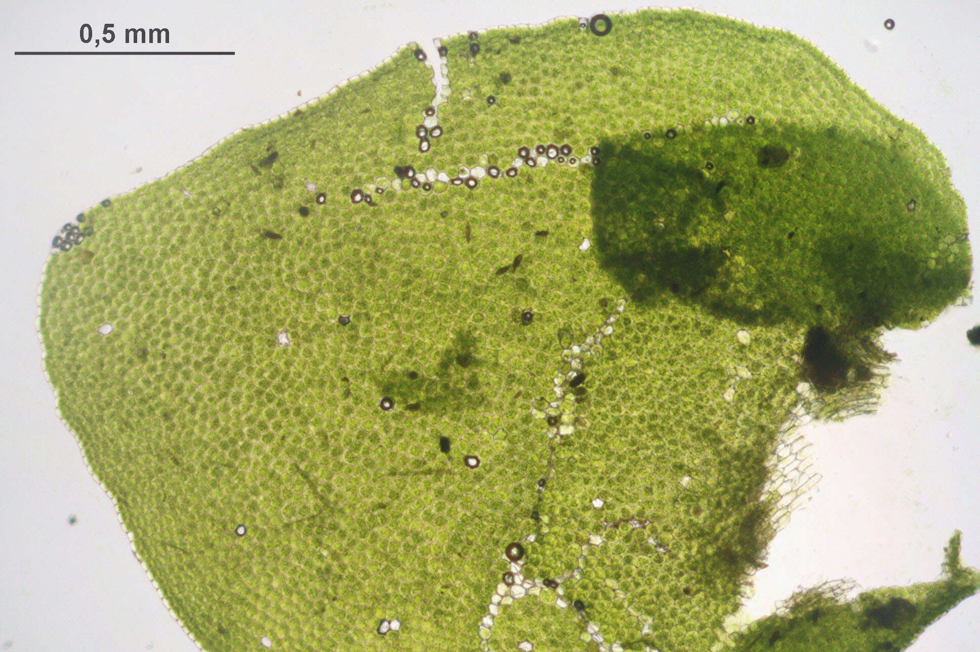 Image of Wall Scalewort