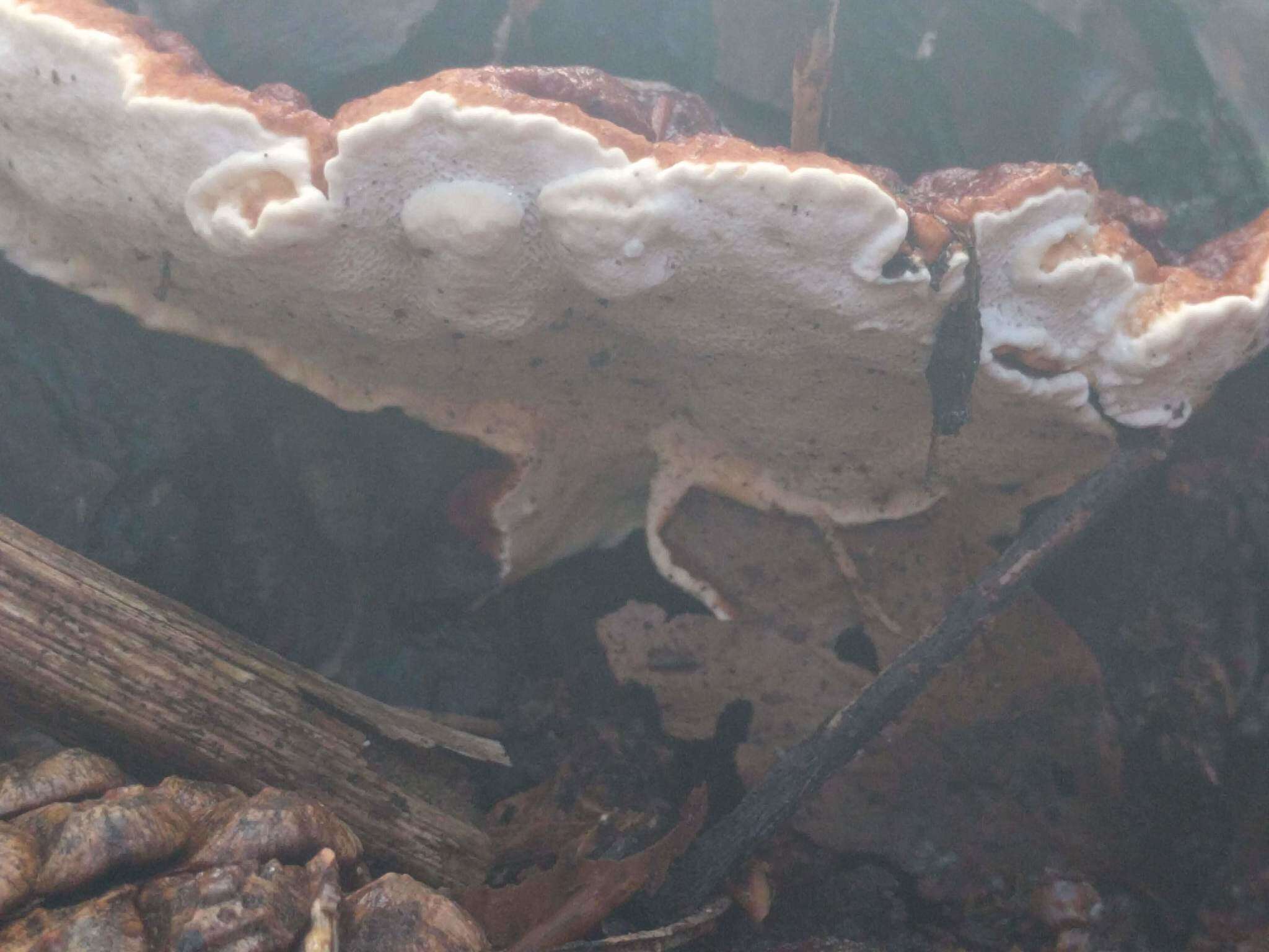 Image de Polypore du pin