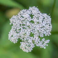 Image of bishop's goutweed