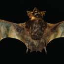 Image of Bare-rumped Sheathtail-bat