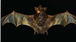 Image of Bare-rumped Sheathtail-bat