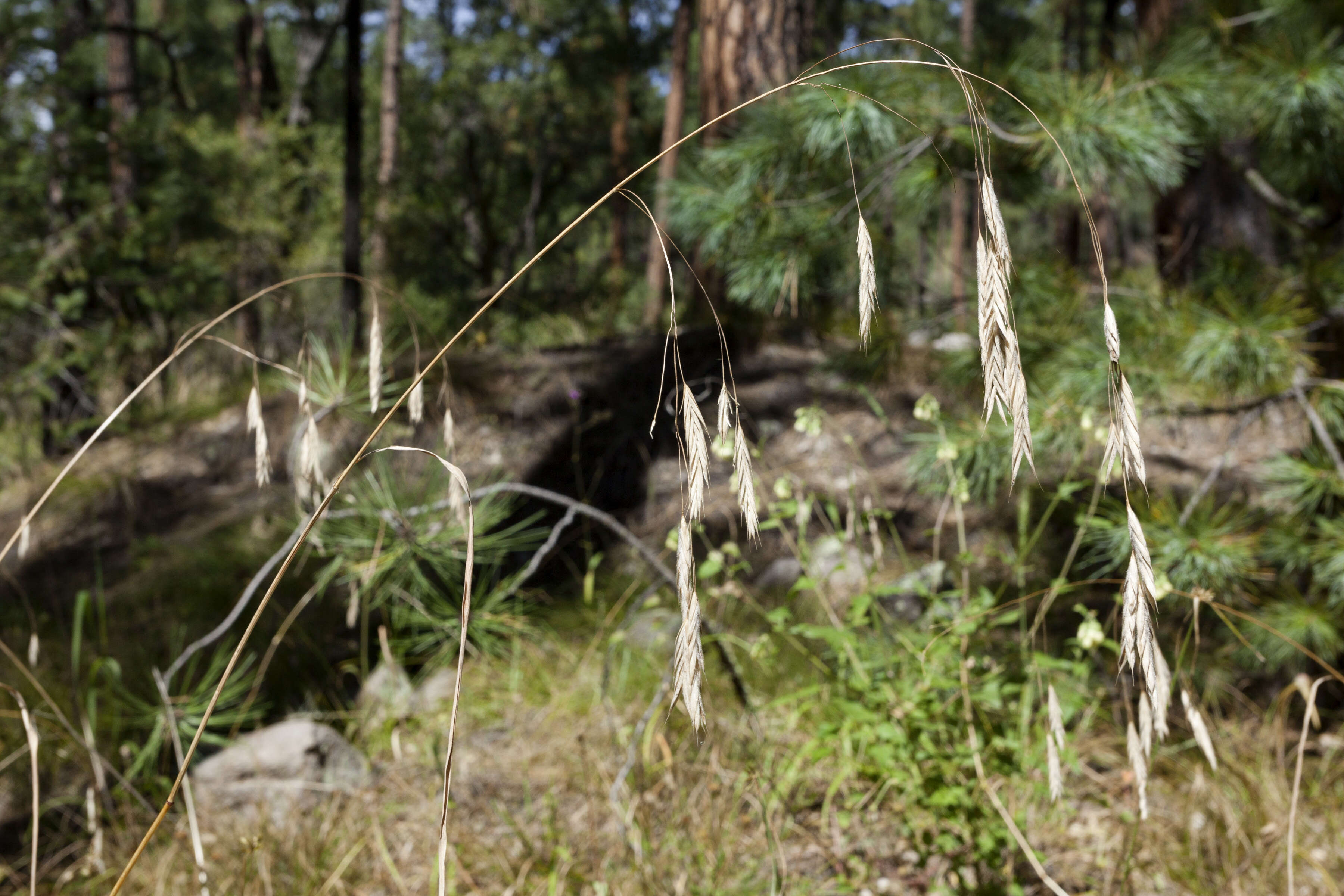 Imagem de Bromus ciliatus L.