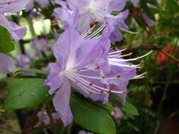 Image de Rhododendron augustinii Hemsl.