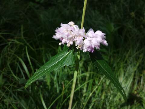 Image of tuberous Jerusalem sage