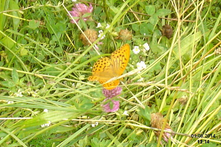 Imagem de Argynnis paphia Linnaeus 1758