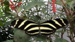 Image of Zebra Longwing