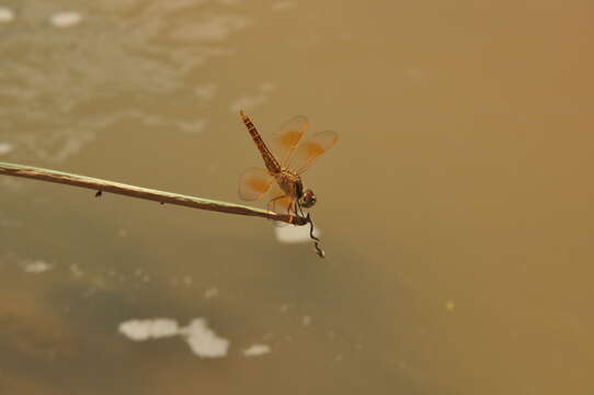 صورة Brachythemis contaminata (Fabricius 1793)