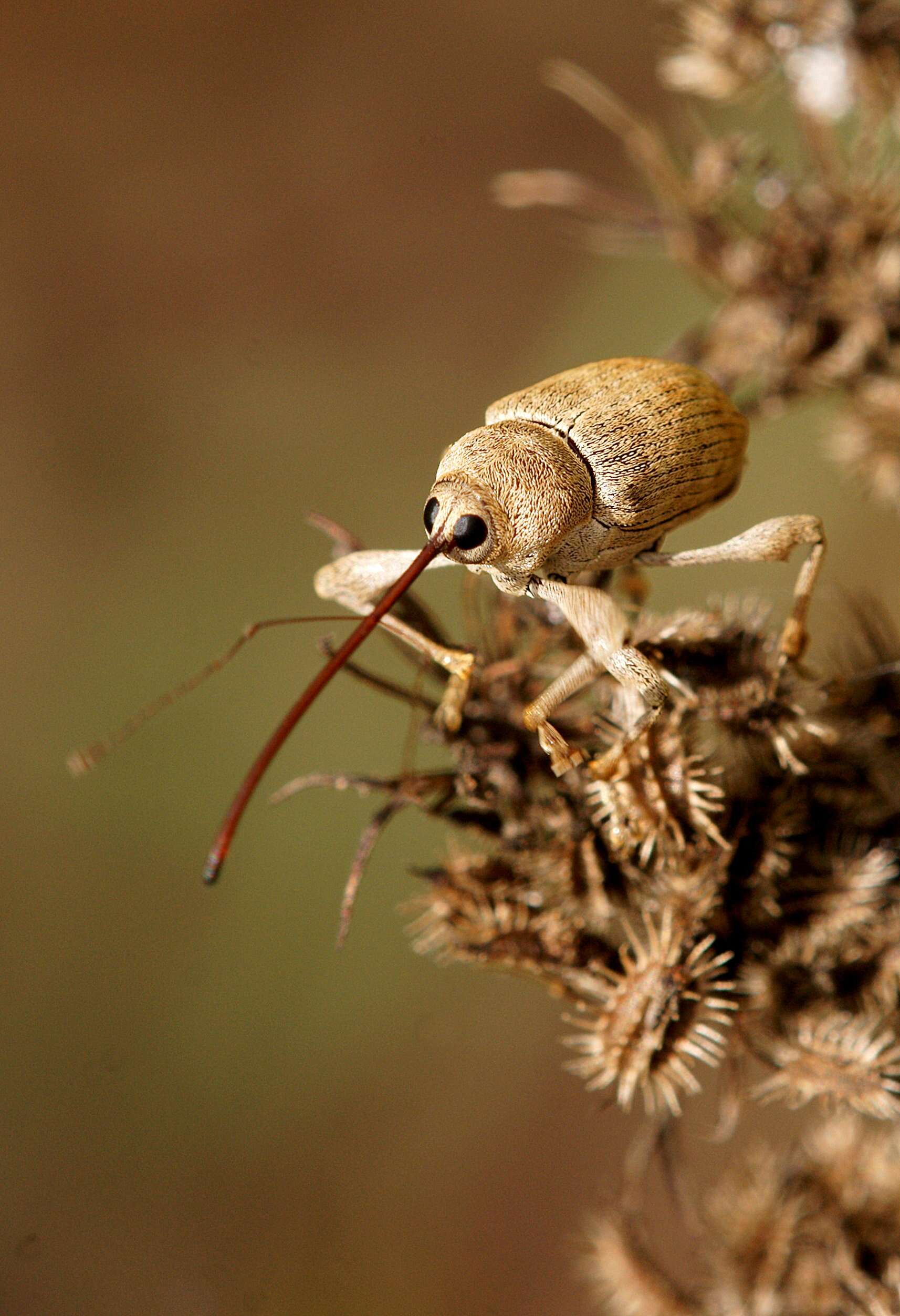 Image of Weevil