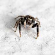 Image of Jumping spider