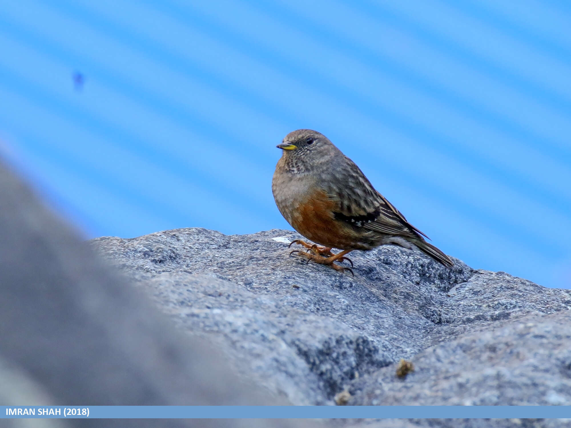 Image of Alpine Accentor