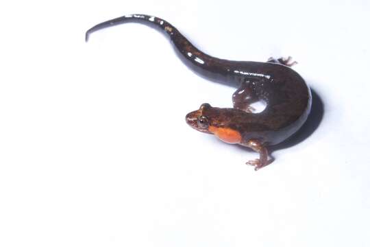 Image of Imitator Salamander