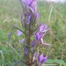 Image of Gentianella praecox