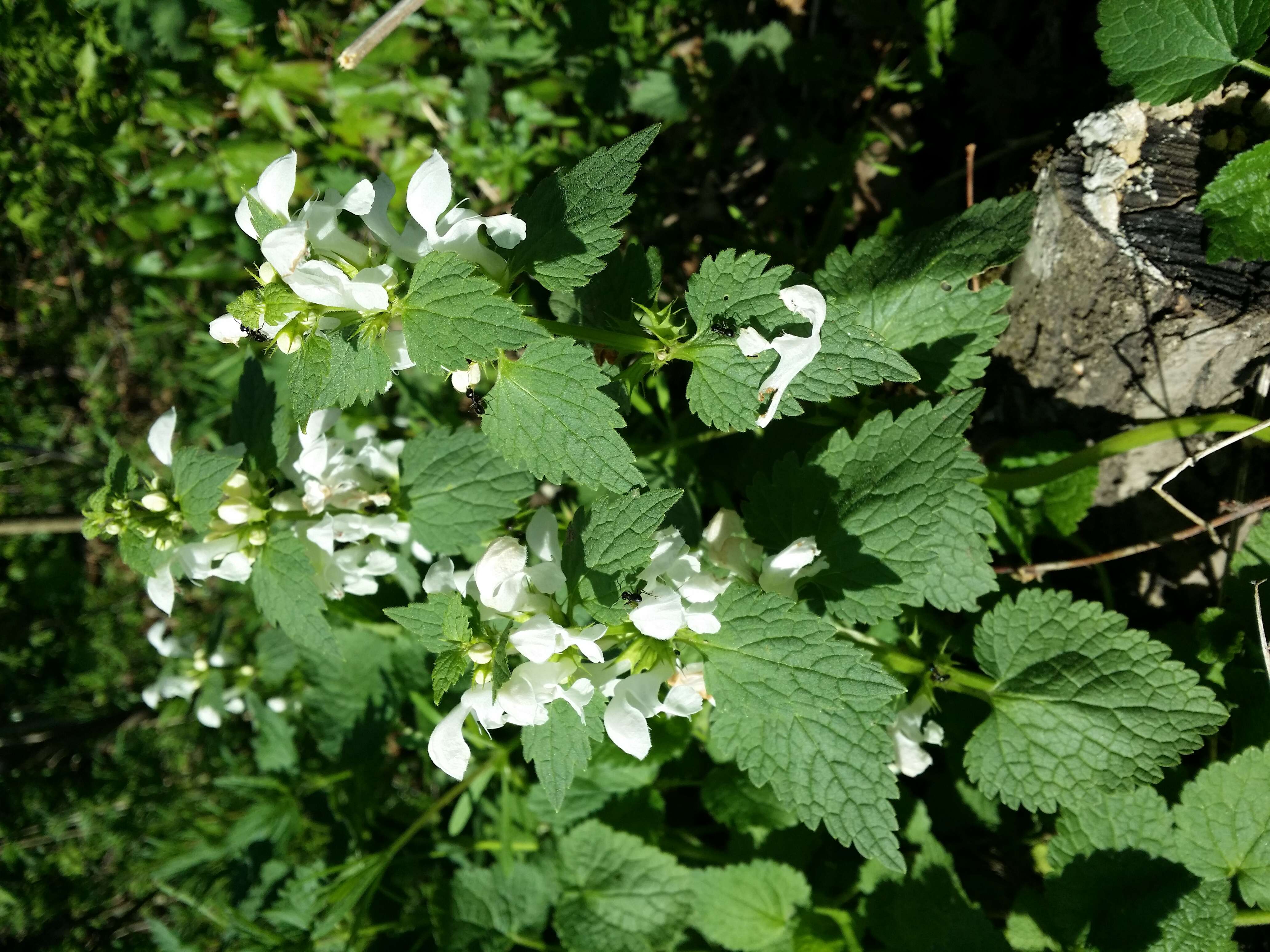 Image of spotted dead-nettle