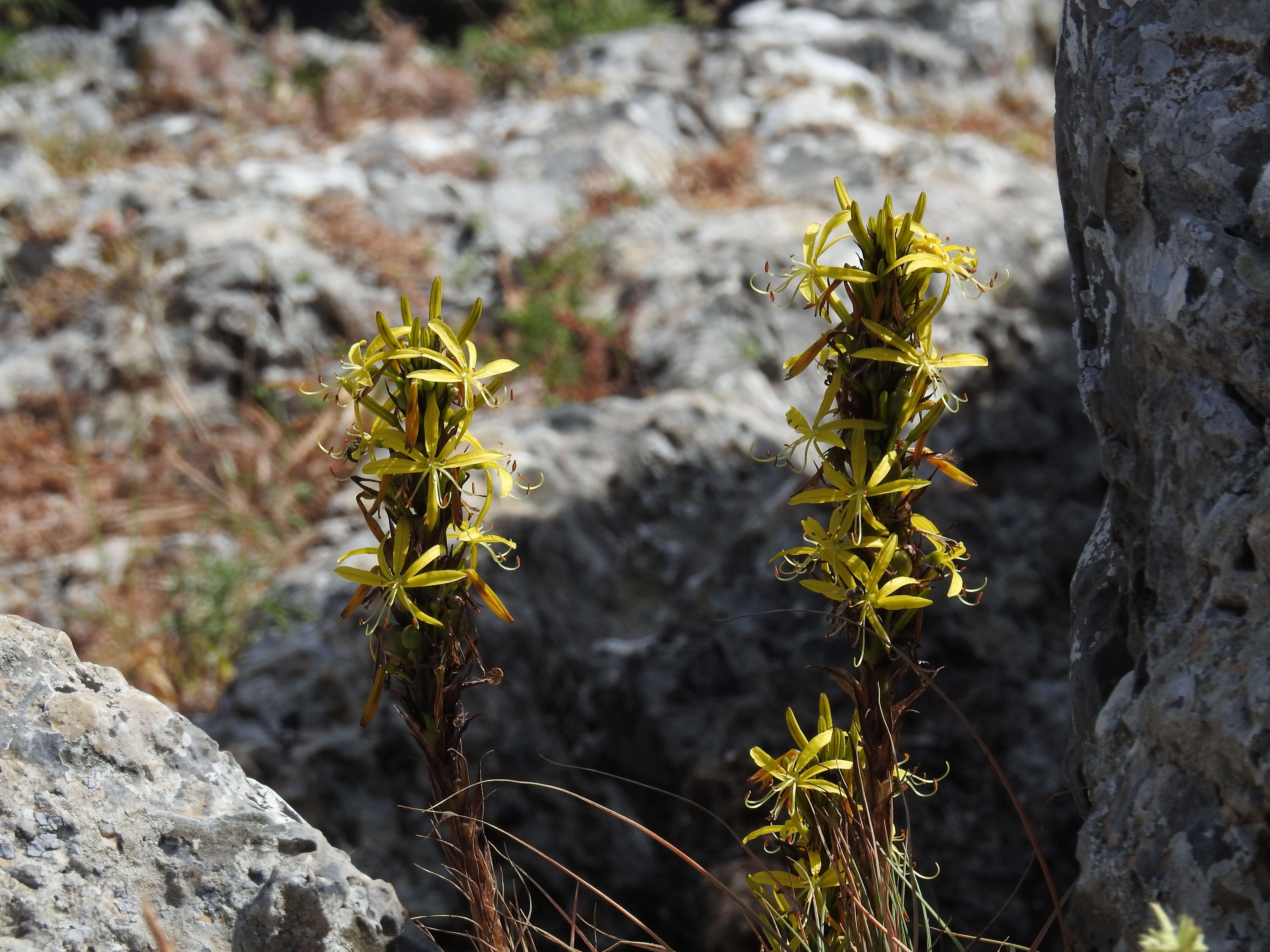 Image of yellow asphodel