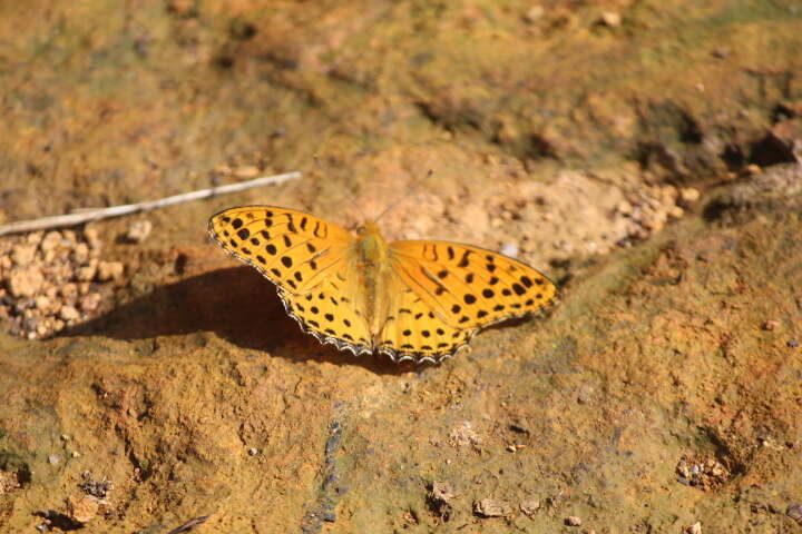 Image of Argynnis hyperbius