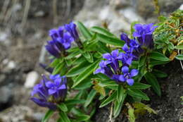 Image of Cross gentian