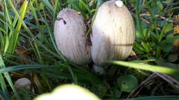 Coprinopsis atramentaria (Bull.) Redhead, Vilgalys & Moncalvo 2001 resmi