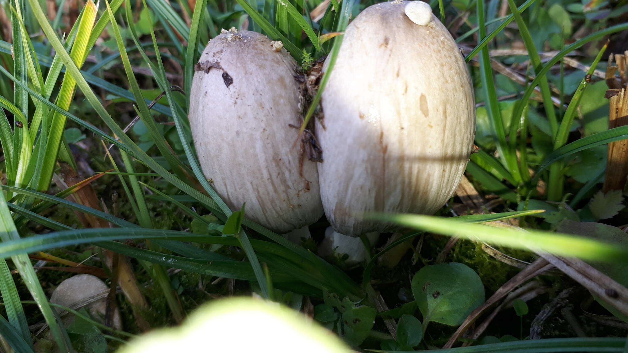 Coprinopsis atramentaria (Bull.) Redhead, Vilgalys & Moncalvo 2001 resmi