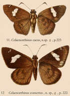 Plancia ëd Celaenorrhinus asmara Butler 1879