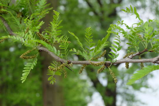 Plancia ëd Gleditsia triacanthos L.