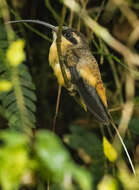 Image of Tawny-bellied Hermit