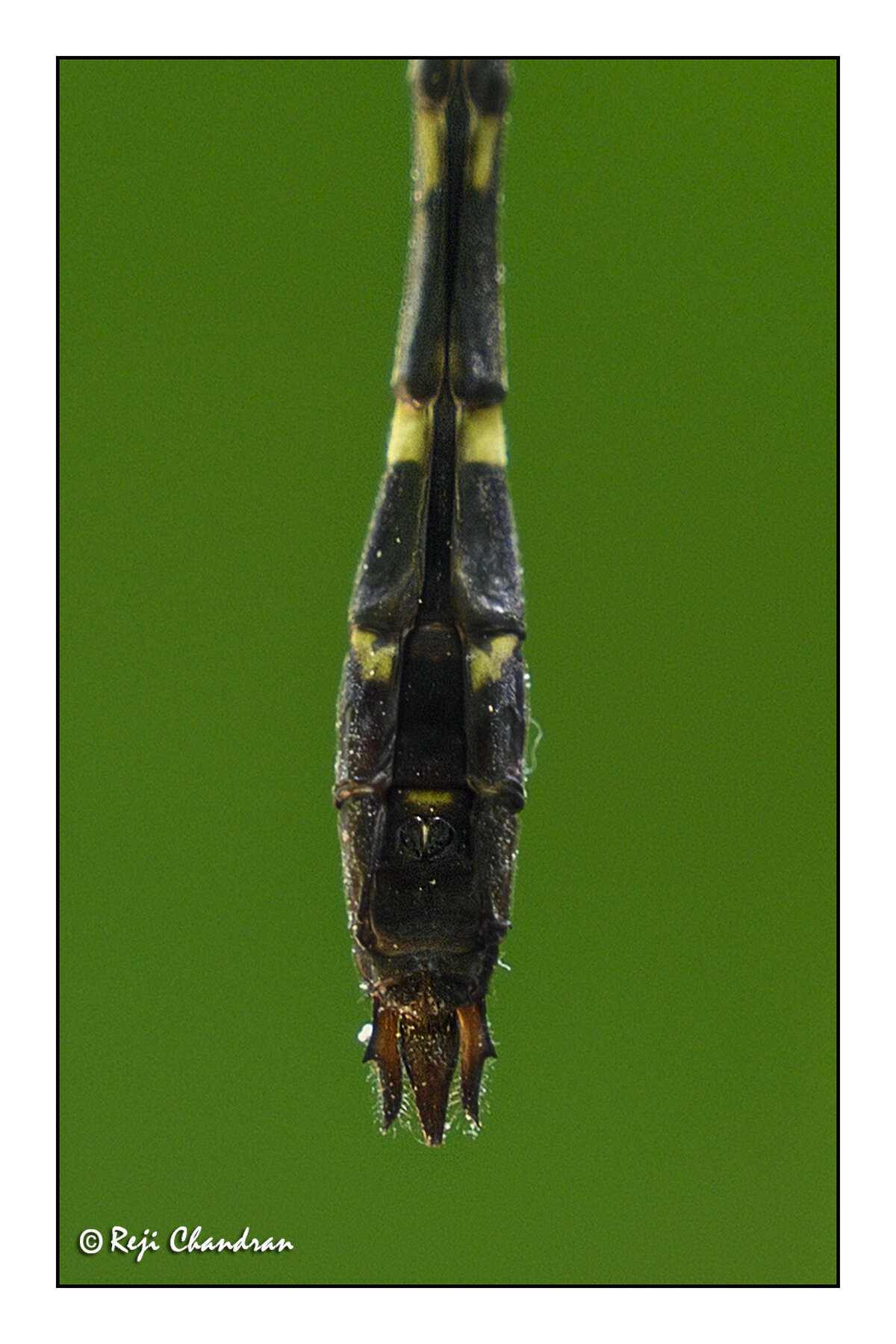 Image of Macromia irata Fraser 1924