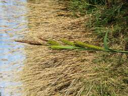 Image of Greater Pond-Sedge