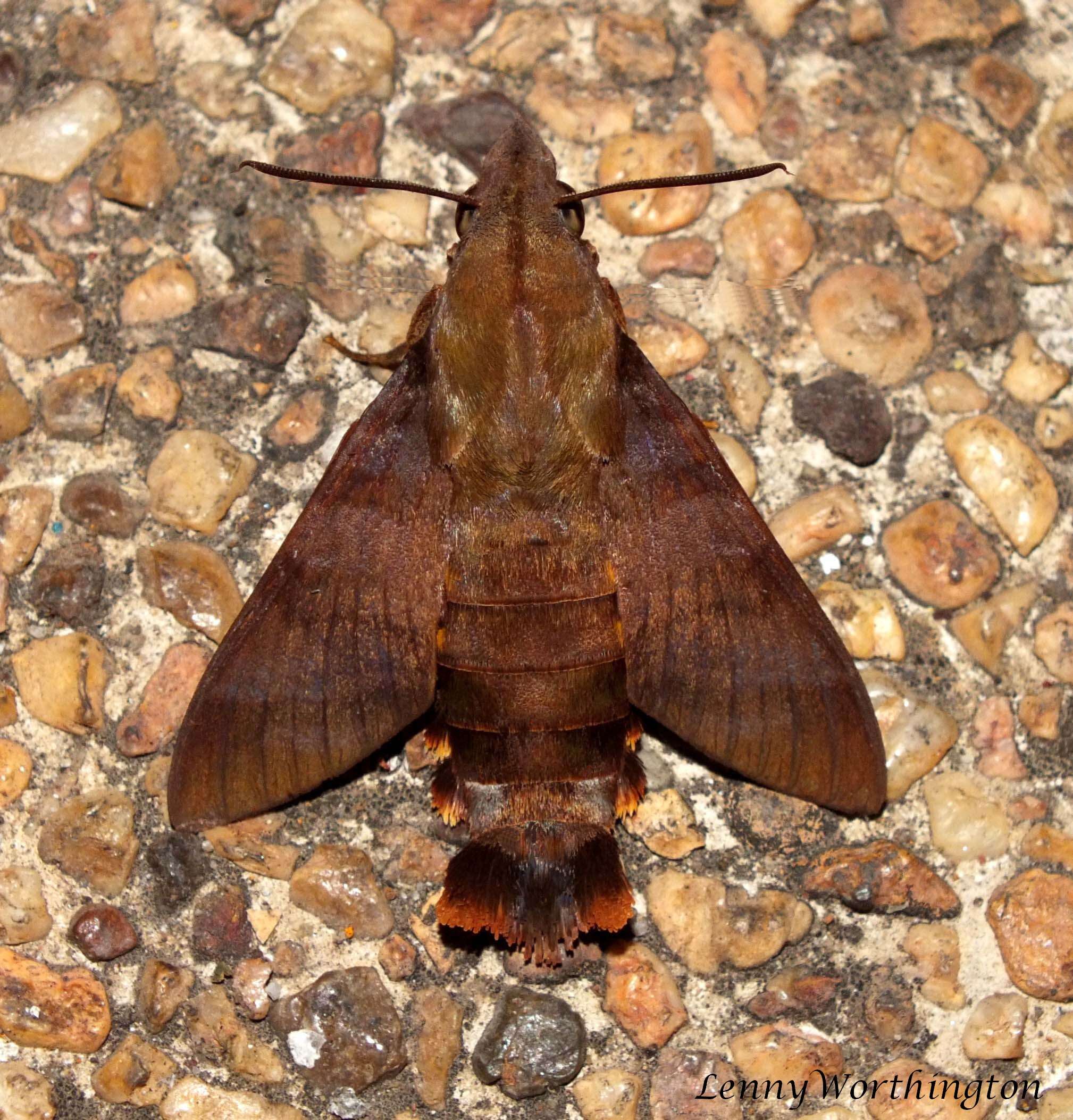 Image of Macroglossum corythus Walker 1856