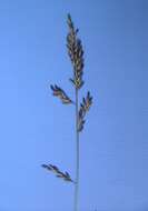 Image de Eragrostis brownii (Kunth) Nees