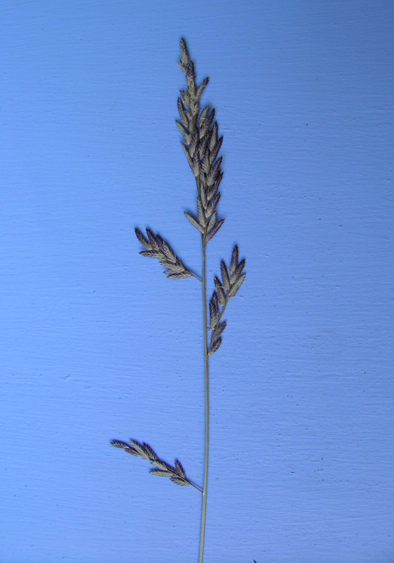 Image de Eragrostis brownii (Kunth) Nees