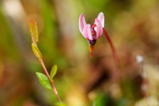 Image of Small Cranberry