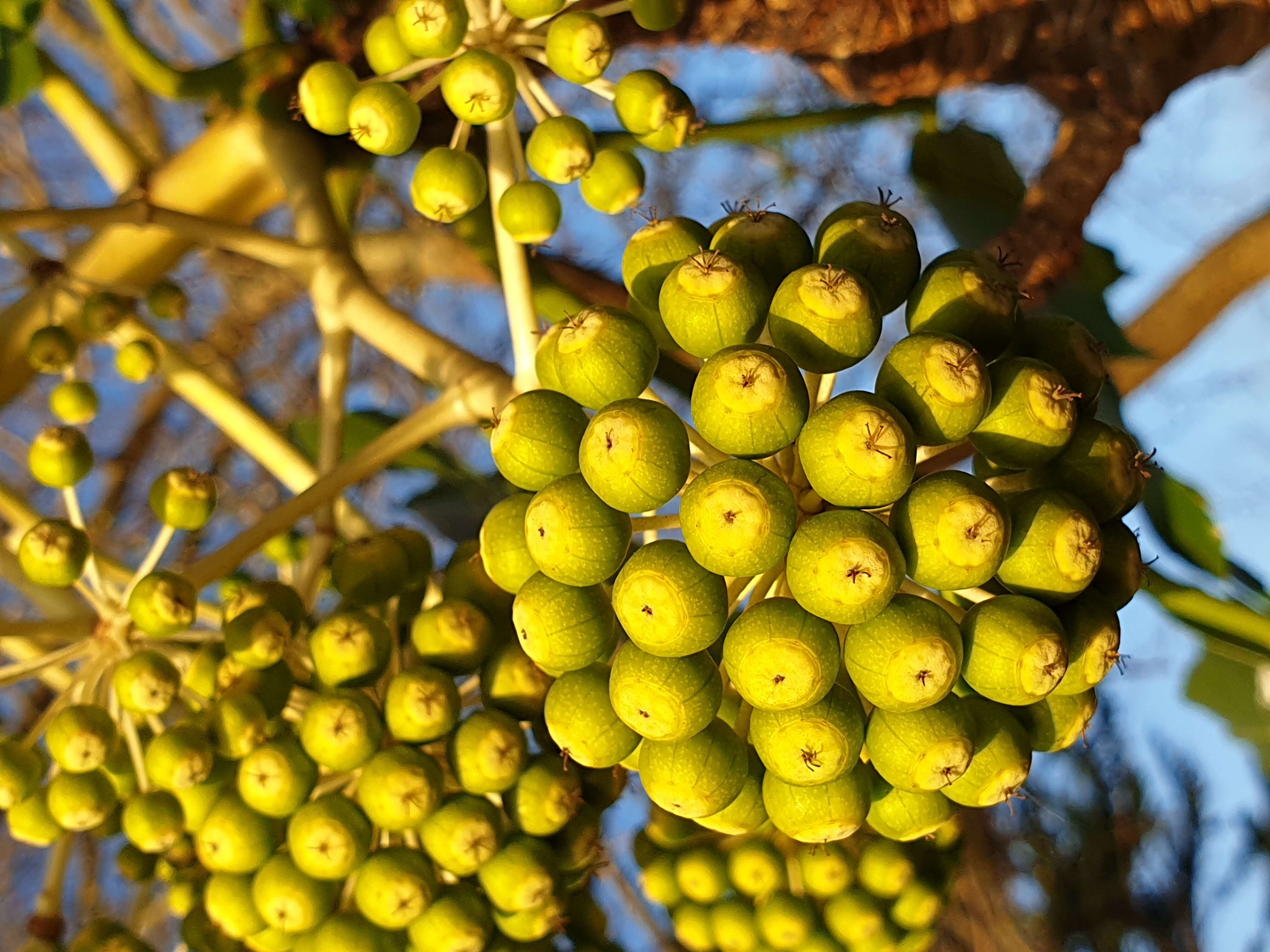 Image of fatsia